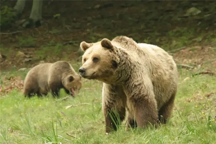 Άγρυπνες παραμένουν οι αρκούδες εξαιτίας του ήπιου χειμώνα
