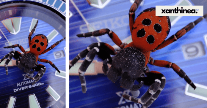 Μια σπάνια αράχνη - πασχαλίτσα εντοπίστηκε στα Άβδηρα