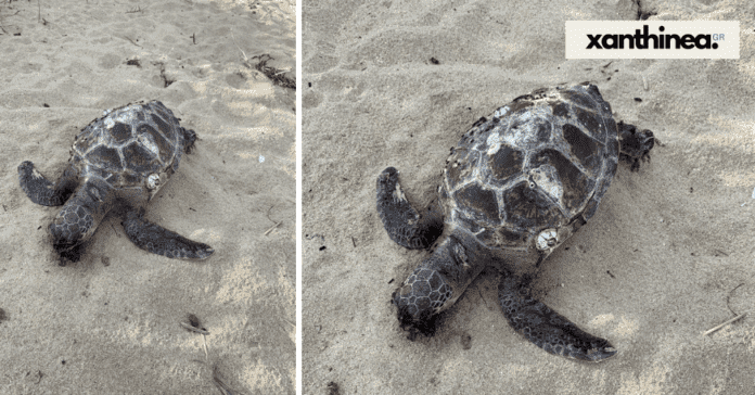 Νεκρή θαλάσσια χελώνα στην παραλία των Αβδήρων [ΦΩΤΟ]