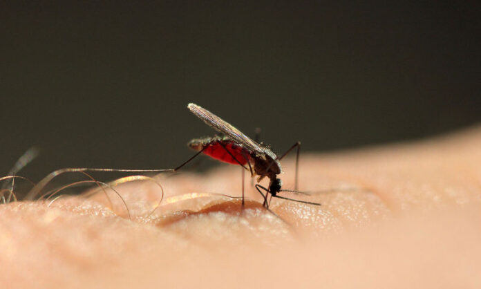 Θράκη: Συναγερμός στον ΕΟΔΥ για κρούσμα ελονοσίας