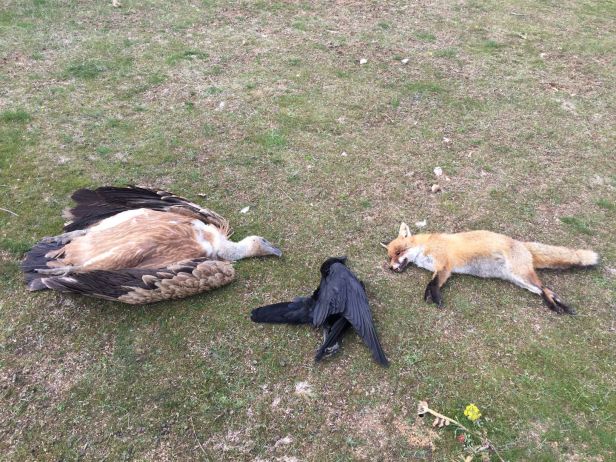 Νεκρά πέντε σπάνια αρπακτικά πουλιά σε μόλις έναν μήνα στη Θράκη