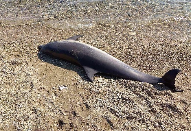 Ξάνθη: Νεκρό δελφίνι εντοπίστηκε στο Πόρτο Λάγος