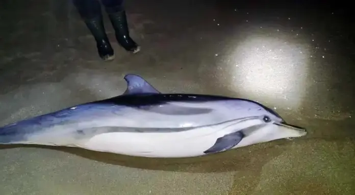 Δελφίνι 2 μέτρων ξεβράστηκε στην παραλία της Νέας Καρβάλης