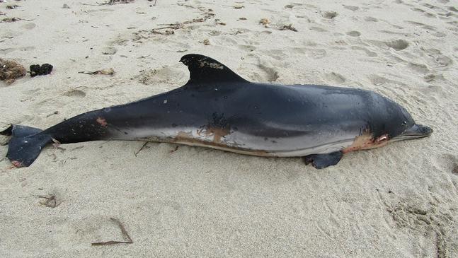 Νεκρό ζωνοδέλφινο ξεβράστηκε στην παραλία του Ιμέρου
