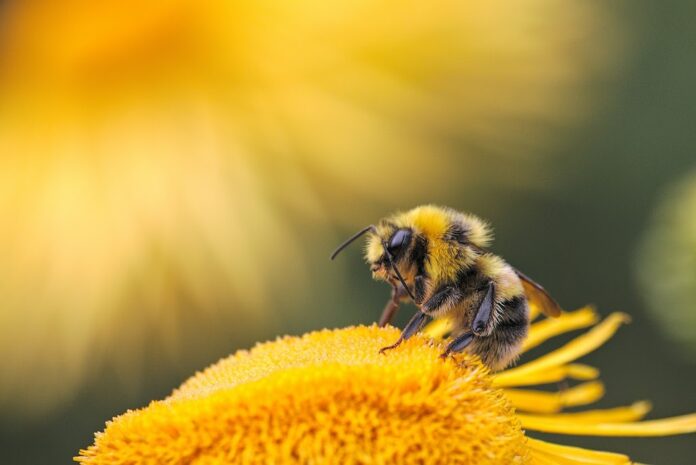 Στη Θράκη το πρώτο Μελισσοκομικό Πάρκο στην Ελλάδα