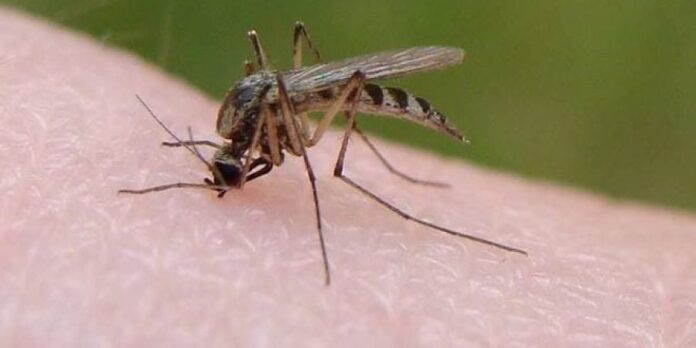 ΙΣΑ: Μέτρα προφύλαξης από τα κουνούπια και τον ιό του Δυτικού Νείλου