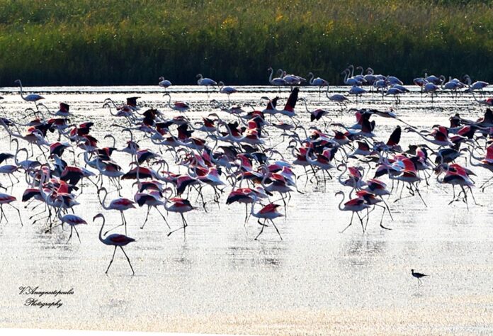 Εμπορικός και ΟΕΒΕ ζητούν από το Flamingo να είναι κλειστό για τα “Ελευθέρια”