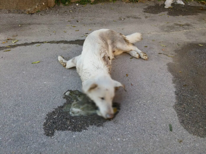 Νέα φρίκη στα Μάγγανα Ξάνθης - Βρέθηκαν νέκρα από φόλες 20 στειρωμένα σκυλιά!