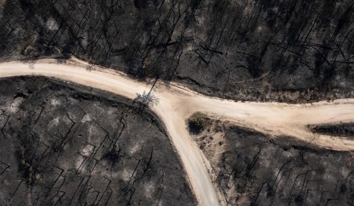 Φωτιά στη Δαδιά: Αποκαρδιωτικές εικόνες από την καταστροφή