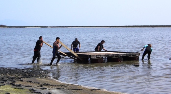 Επισκευάστηκε η πλατφόρμα αναπαραγωγής γλαρονιών στη λιμνοθάλασσα Νέας Κεσσάνης
