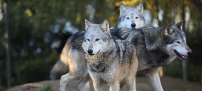 Απειλείται η Ευρώπη από τους «ραδιενεργούς» λύκους του Τσερνομπίλ;