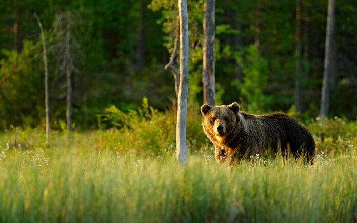 Ο πληθυσμός της καφέ αρκούδας στη Ροδόπη – Τι αποκαλύπτει ανάλυση DNA