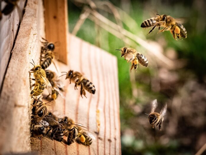 Ξάνθη: Οικονομική στήριξη νομαδικής μελισσοκομίας - Αιτήσεις