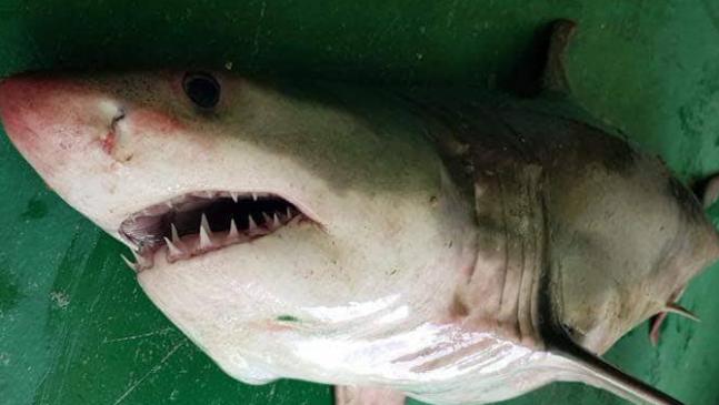 Λευκός καρχαρίας της Μεσογείου αλιεύτηκε στη Θράκη