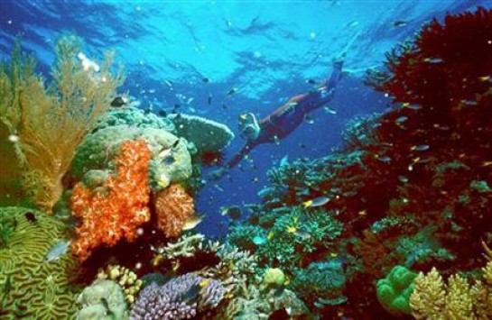 Επιδημία στα κοράλλια όλων των θαλασσών - Χάνουν το χρώμα τους και πεθαίνουν