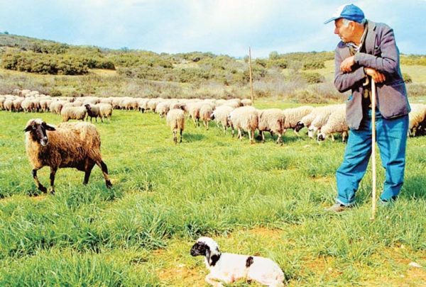 Θράκη: Ελέγχους για γάλα και κρέας που βαπτίζονται ελληνικά ζητούν οι κτηνοτρόφοι
