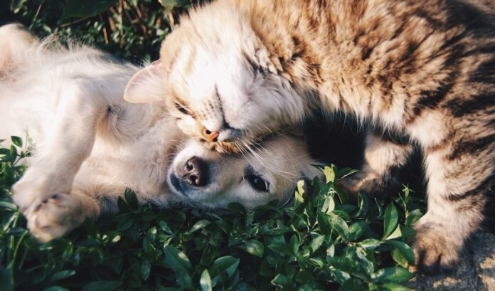 Ξάνθη: Θέση εργασίας στην Κτηνιατρική Κλινική Pet Academy