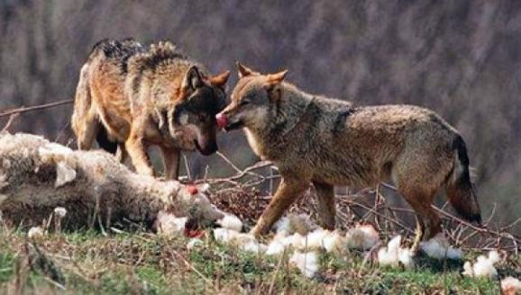 Αυξάνονται οι επιθέσεις λύκων σε κοπάδια ζώων στη Θράκη