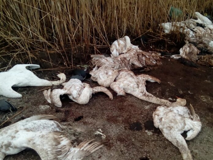 Παγωμένος «τάφος» η Βιστωνίδα για εκατοντάδες πουλιά - Αιτία ο βαρύς χειμώνας (+ΦΩΤΟ)