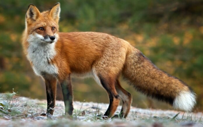 Εναέριες ρίψεις εμβολίων για τη λύσσα των αλεπούδων στην Ξάνθη