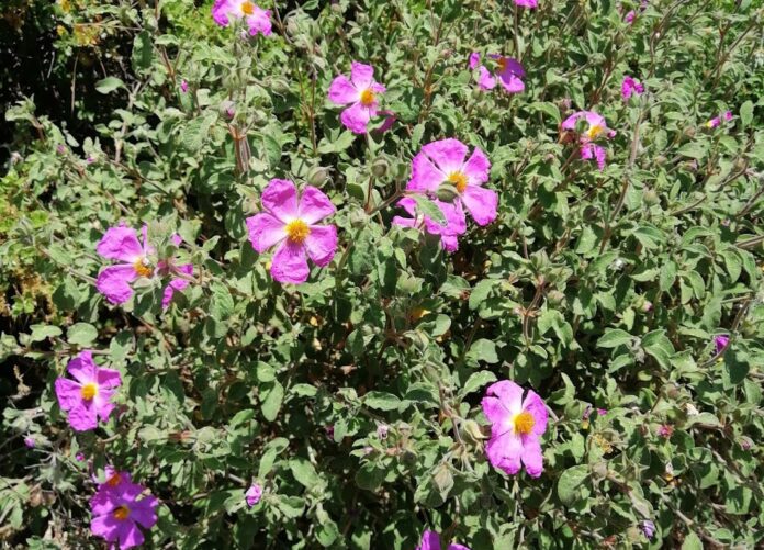 Λουλούδια από Γεωθερμία στον Νέστο - Δόθηκε το πράσινο φως σε ελληνογερμανική εταιρεία