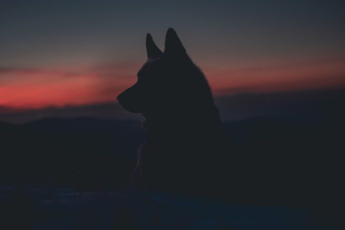 Ξάνθη: Λύκος κατασπάραξε κυνηγόσκυλο στο Πίλημα