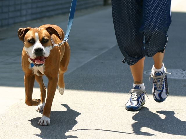 Πρόστιμο 300 ευρώ σε όσους βγάζουν βόλτα σκύλο χωρίς λουρί