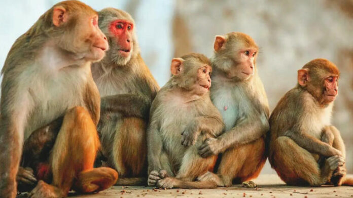 Μαϊμού άρπαξε βρέφος 4 μηνών από τους γονείς του και το πέταξε από ταράτσα