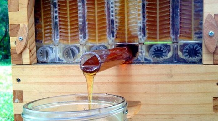 Πώς μπορούμε να αναγνωρίσουμε το καλό μέλι;