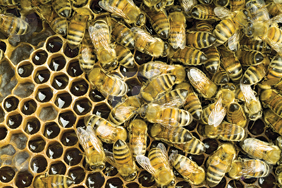 Απίστευτο συμβάν στην Κομοτηνή - Κοιμόταν ανυποψίαστος με 7.000 μέλισσες στο σπίτι του