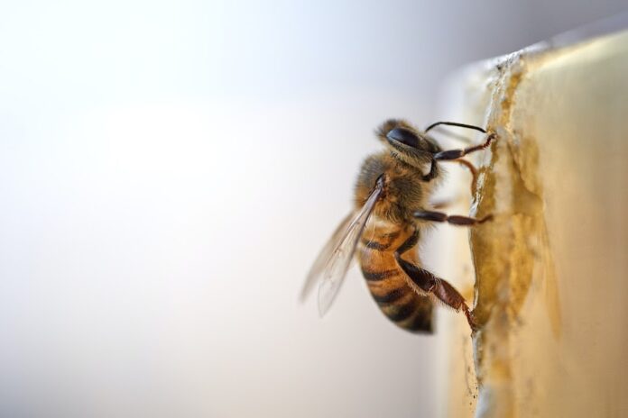 Ξάνθη: “Προστατεύουμε τις μέλισσες” - Οδηγίες από την Κτηνιατρική