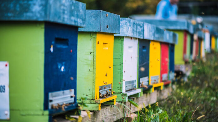 Έκρυψε 115 κλεμμένες κυψέλες με μέλισσες στην Ξάνθη