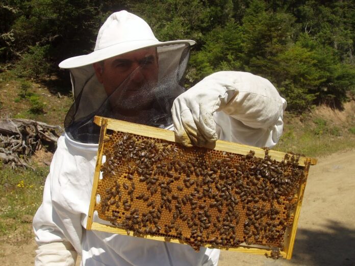 Υποχρεωτική η ατομική μελισσοκομική ταυτότητα για όλους τους μελισσοκόμους