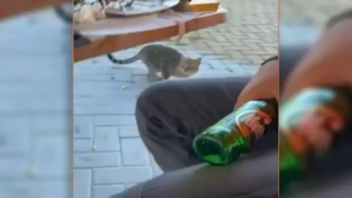Θάσος: Δελεάζει γάτα με μεζέ και τη χτυπάει στο κεφάλι με μπουκάλι