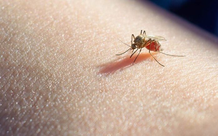 Βροχή τα κουνούπια και τα παράπονα στην παραλιακή ζώνη της Ξάνθης