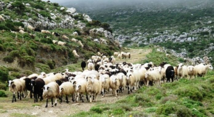 Κτηνοτρόφοι ΑΜΘ: Καταρροϊκός 2014 και 2020