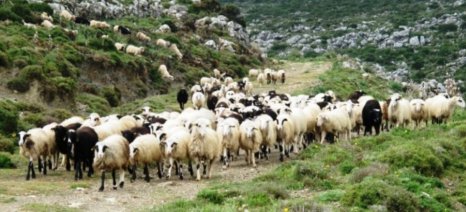 Κτηνοτρόφοι ΑΜΘ: Διαμαρτυρίες για δεσμεύσεις λογαριασμών
