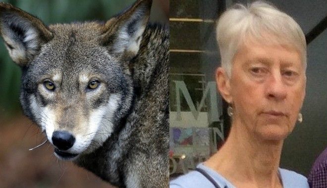 Ιατροδικαστής: Λύκοι και τσακάλια κατασπάραξαν την 62χρονη στη Ροδόπη