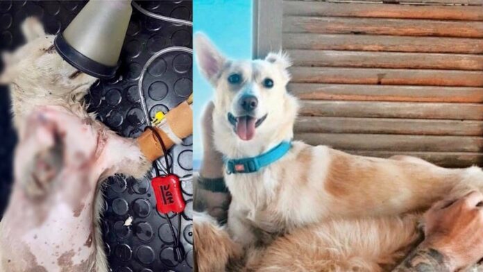 Χάθηκε άρρωστο σκυλάκι στην Ξάνθη – Δίνουν αμοιβή οι ιδιοκτήτες σε όποιον το βρει