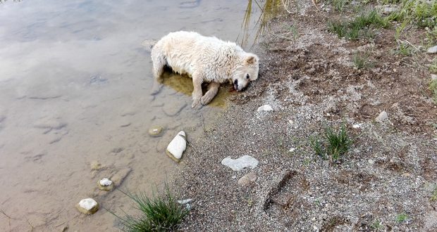 Νέα φρίκη στην Αλεξανδρούπολη - Δηλητηρίασαν αδέσποτα σκυλιά