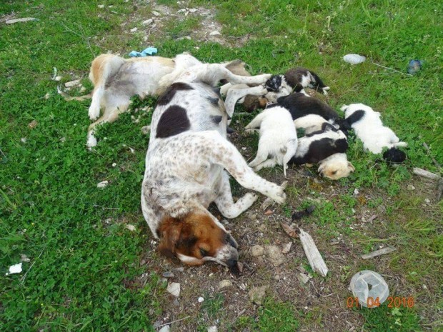 Νέα φρίκη στην Ξάνθη - Δηλητηρίασε σκυλιά και πέταξε τα πτώματα για να τα εξαφανίσει