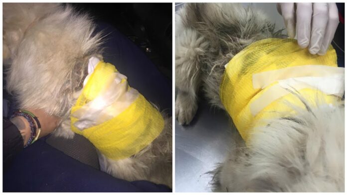 Χτύπησαν με τσάπα σκύλο στην Κομοτηνή - Επέζησε παρά τα σοβαρά του τραύματα (+ΦΩΤΟ)