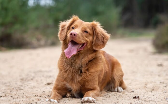 Ξύλινο σπιτάκι σκύλου – Άνεση και κομψότητα για το κατοικίδιο σας
