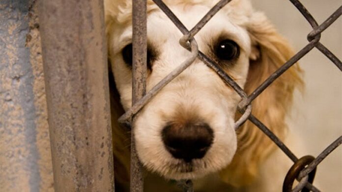 Απίστευτη φρίκη στον Έβρο - Βασάνισαν σκύλο με συρμάτινη θηλιά (+ΦΩΤΟ)