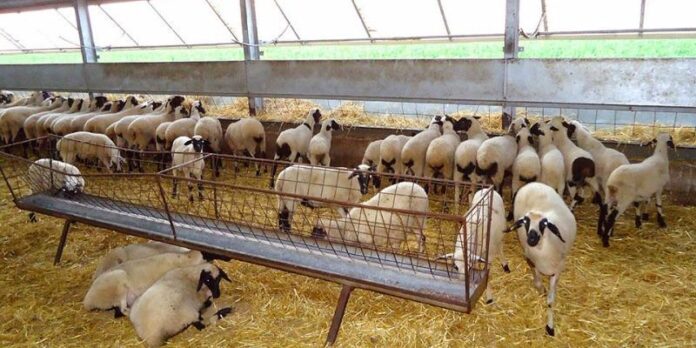 Σαμοθράκη: Προσπάθησαν να κλέψουν 5 πρόβατα από κτηνοτροφική μονάδα