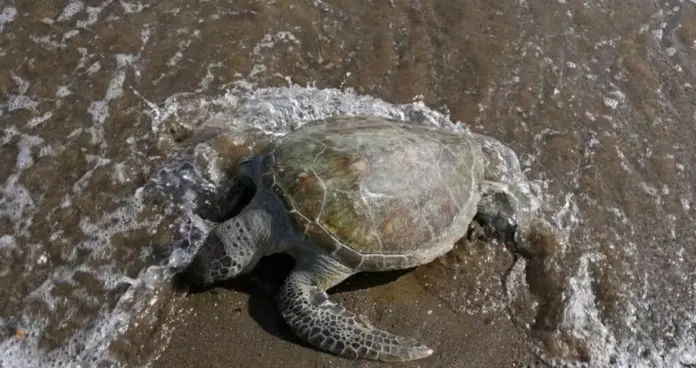 Η πράσινη θαλάσσια χελώνα εκπέμπει SOS