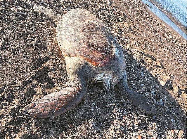 Σκοτώνουν τις θαλάσσιες χελώνες