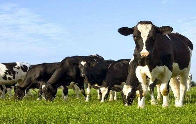 Κτηνιατρική: Αδικαιολόγητος o πανικός για “Τρελές αγελάδες” στην Ξάνθη