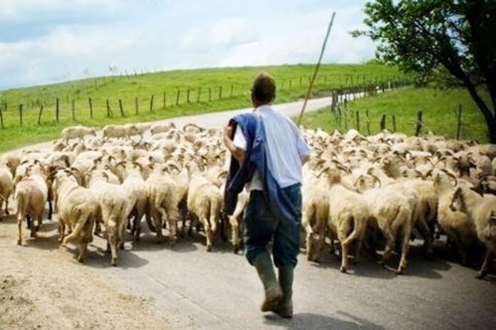 Νέους όρους για την συνδεδεμένη ενίσχυση του ΟΠΕΚΕΠΕ ζητούν κτηνοτρόφοι της ΑΜΘ