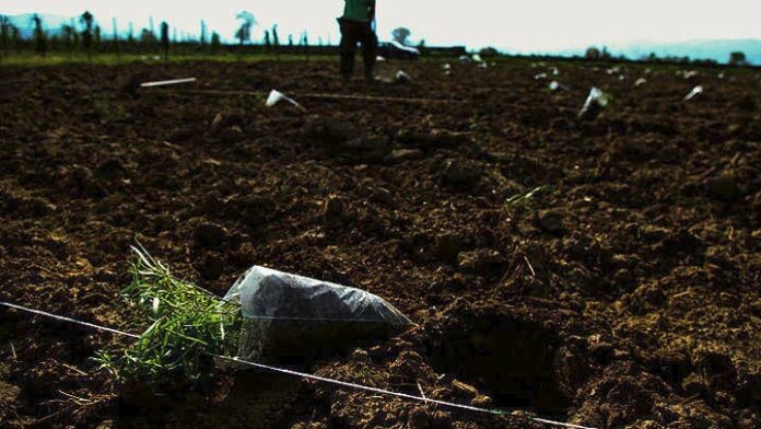 Θράκη: Σκοτώθηκε αγρότης - Μπλέχτηκε στο ποτιστικό του καρούλι